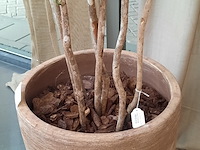 Kunstplant in pot colours&green, beach tree - afbeelding 6 van  7