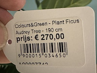 Kunstplant in pot colours&green, ficus audrey tree - afbeelding 4 van  6