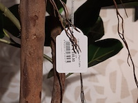 Kunstplant in pot colours&green, fiddle leaf tree - afbeelding 2 van  7
