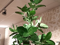Kunstplant in pot colours&green, fiddle leaf tree - afbeelding 3 van  7