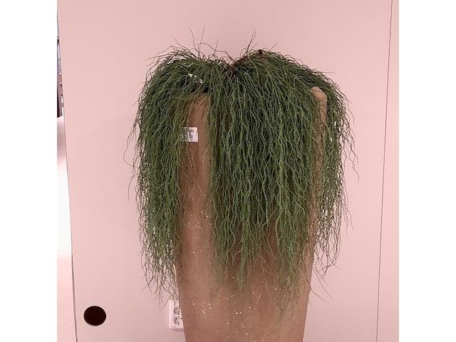 Kunstplant in pot colours&green, hangplant - afbeelding 3 van  4