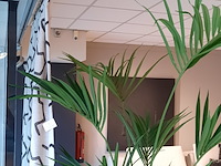Kunstplant in pot colours&green, kentia palm - afbeelding 3 van  7