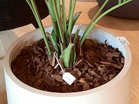 Kunstplant in pot colours&green, kentia palm - afbeelding 7 van  7