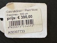 Kunstplant in pot, colours&green, musa coccinea - afbeelding 3 van  5
