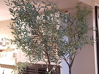 Kunstplant in pot colours&green, olive tree53x260cm - afbeelding 3 van  7