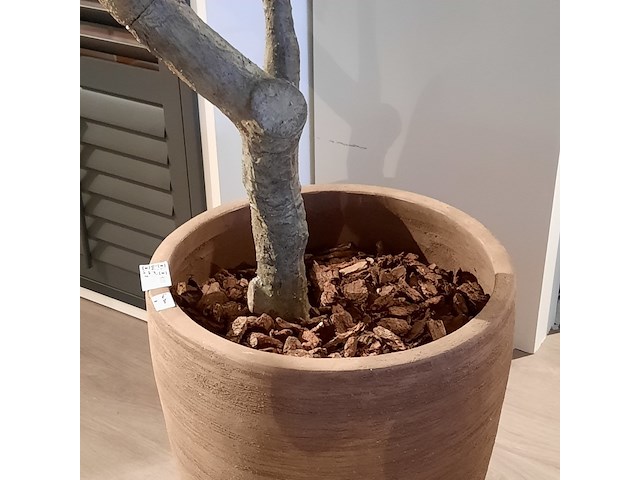 Kunstplant in pot colours&green, olive tree53x260cm - afbeelding 6 van  7