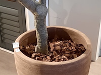Kunstplant in pot colours&green, olive tree53x260cm - afbeelding 6 van  7