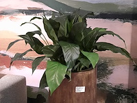Kunstplant in pot colours&green, spathiphyllum - afbeelding 3 van  4