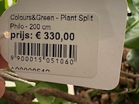 Kunstplant in pot colours&green, split philo - afbeelding 2 van  4