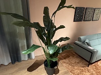 Kunstplant in pot colours&green, strelitzia - afbeelding 4 van  4