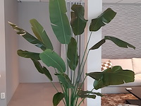 Kunstplant in pot colours&green, strelizia - afbeelding 3 van  6