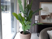 Kunstplant in pot colours&green, strelizia - afbeelding 1 van  7