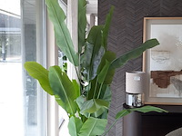 Kunstplant in pot colours&green, strelizia - afbeelding 3 van  7