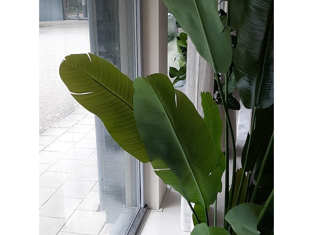 Kunstplant in pot colours&green, strelizia - afbeelding 4 van  7