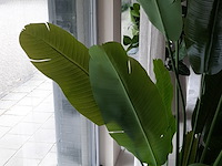 Kunstplant in pot colours&green, strelizia - afbeelding 4 van  7