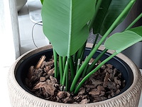Kunstplant in pot colours&green, strelizia - afbeelding 5 van  7