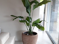 Kunstplant in pot colours&green, strelizia - afbeelding 1 van  8