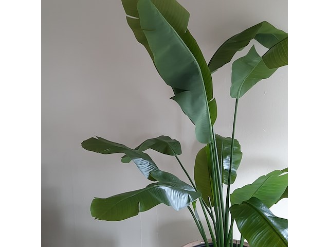 Kunstplant in pot colours&green, strelizia - afbeelding 4 van  8