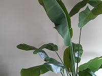 Kunstplant in pot colours&green, strelizia - afbeelding 4 van  8
