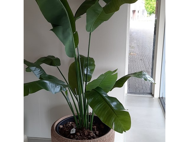 Kunstplant in pot colours&green, strelizia - afbeelding 5 van  8