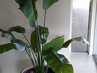 Kunstplant in pot colours&green, strelizia - afbeelding 5 van  8