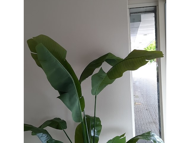 Kunstplant in pot colours&green, strelizia - afbeelding 6 van  8