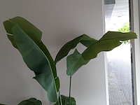 Kunstplant in pot colours&green, strelizia - afbeelding 6 van  8
