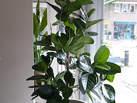 Kunstplant in pot colours&green - afbeelding 3 van  8