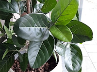 Kunstplant in pot colours&green - afbeelding 4 van  8