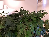 Kunstplant in pot colours&green - afbeelding 4 van  6
