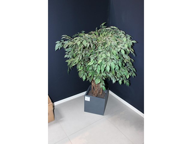 Kunstplant in pot hoogte circa 120 cm. - afbeelding 2 van  2