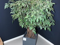 Kunstplant in pot hoogte circa 120 cm. - afbeelding 2 van  2