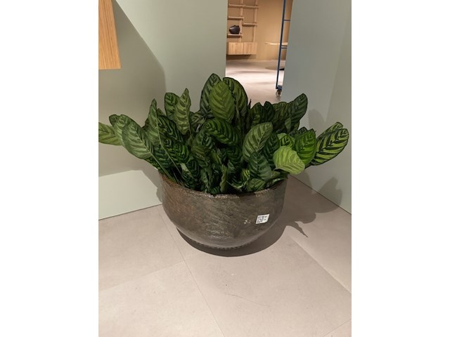 Kunstplant in pot, magazijn breit/colours&green, calathea makoyana - afbeelding 1 van  6