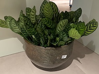 Kunstplant in pot, magazijn breit/colours&green, calathea makoyana - afbeelding 1 van  6