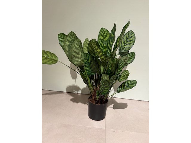 Kunstplant in pot, magazijn breit/colours&green, calathea makoyana - afbeelding 2 van  6