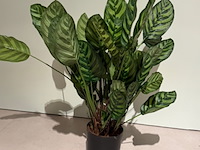 Kunstplant in pot, magazijn breit/colours&green, calathea makoyana - afbeelding 2 van  6