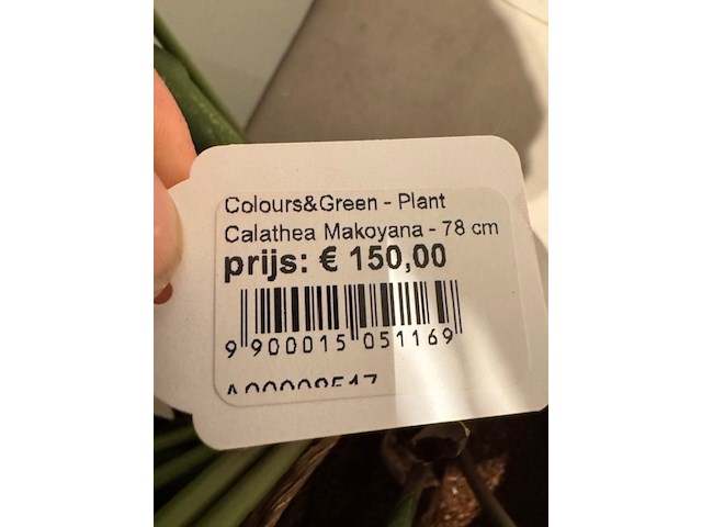 Kunstplant in pot, magazijn breit/colours&green, calathea makoyana - afbeelding 3 van  6