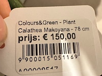 Kunstplant in pot, magazijn breit/colours&green, calathea makoyana - afbeelding 3 van  6