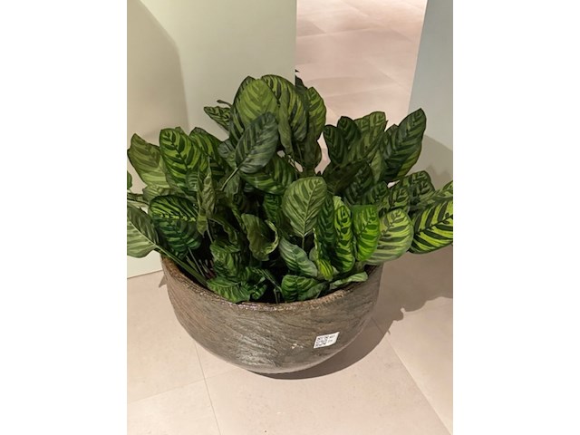 Kunstplant in pot, magazijn breit/colours&green, calathea makoyana - afbeelding 5 van  6