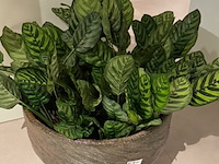 Kunstplant in pot, magazijn breit/colours&green, calathea makoyana - afbeelding 5 van  6