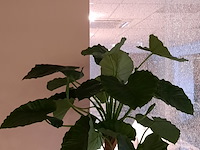 Kunstplant in pot magazijn breit/colours&green, unica - afbeelding 2 van  5