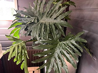 Kunstplant in pot met zuil (2x) - afbeelding 3 van  3