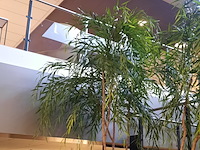 Kunstplant in pot, peach - afbeelding 2 van  5