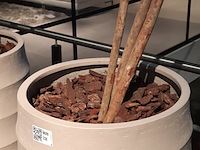 Kunstplant in pot, peach - afbeelding 5 van  5
