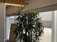 Kunstplant in pot - afbeelding 5 van  8