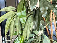 Kunstplant in pot - afbeelding 3 van  3