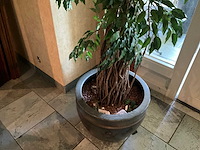 Kunstplant in pot - afbeelding 4 van  6