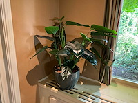 Kunstplant in pot - afbeelding 1 van  4