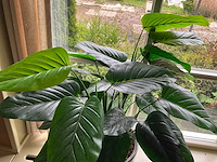 Kunstplant in pot - afbeelding 3 van  5