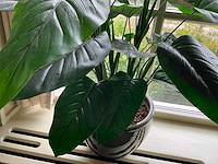 Kunstplant in pot - afbeelding 4 van  5